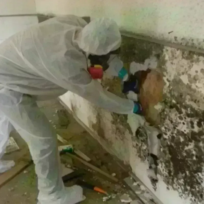 Mold Remediation and Removal in Mayodan, NC